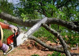 Harleigh, PA Tree Removal Company